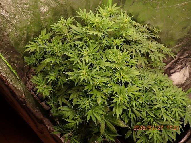 Purple Lemonade Auto. Week 6 - Day #44