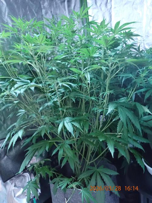 Purple Lemonade Auto. Week 7 - Day #45