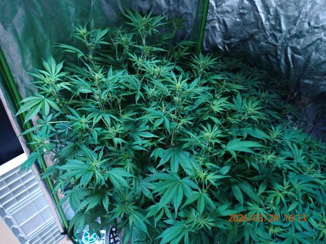 Purple Lemonade Auto. Week 7 - Day #45