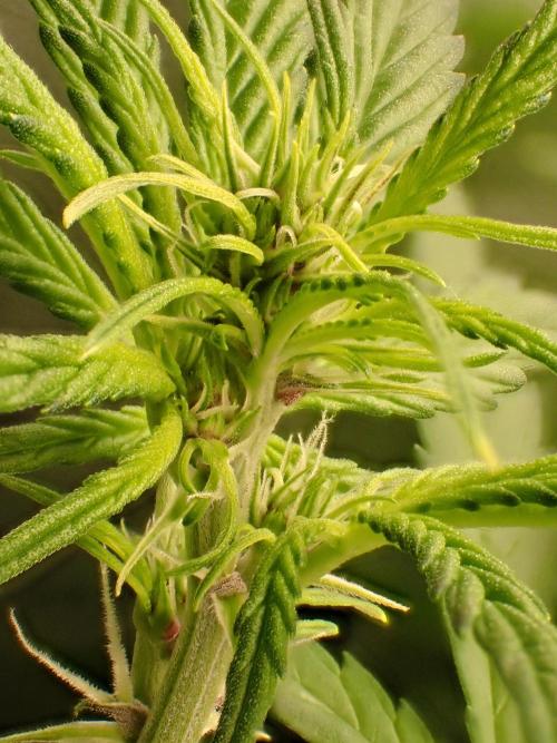 Purple Lemonade Auto. Week 7 - Day #45