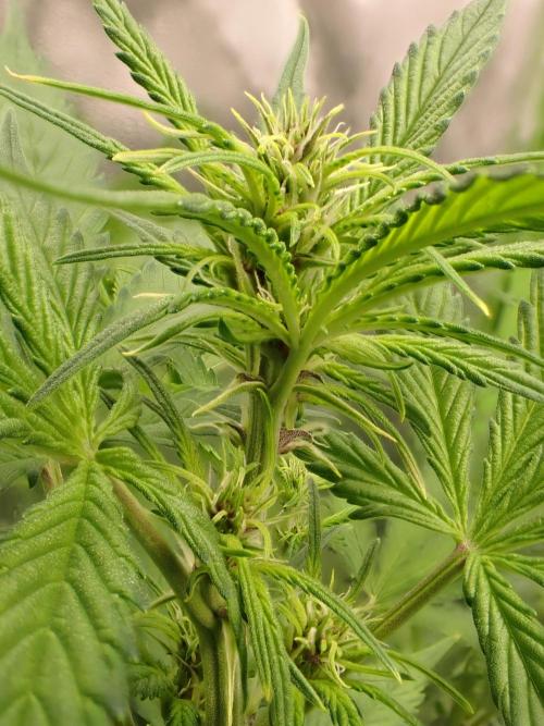 Purple Lemonade Auto. Week 7 - Day #45