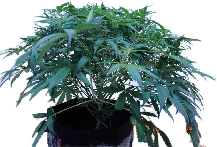 Sour Jealousy Auto. Week 7 - Day #42