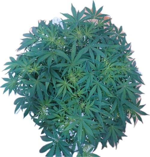 Sour Jealousy Auto. Week 7 - Day #42