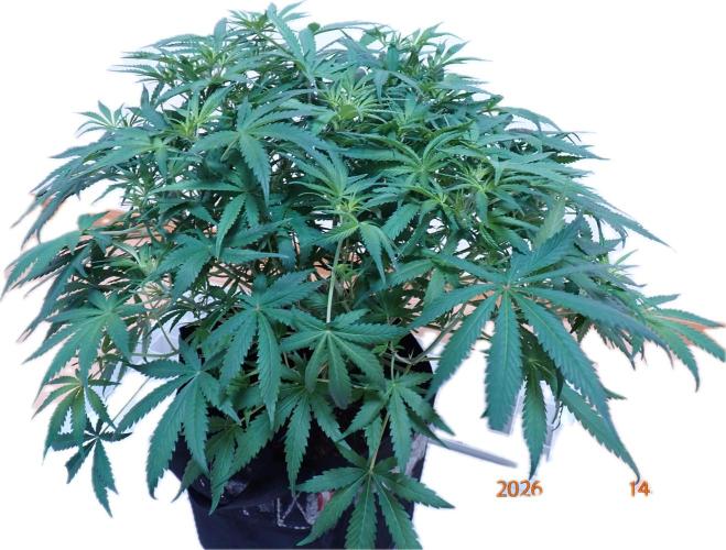Sour Jealousy Auto. Week 7 - Day #42