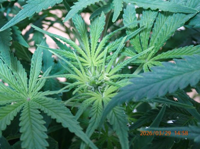 Sour Jealousy Auto. Week 7 - Day #42