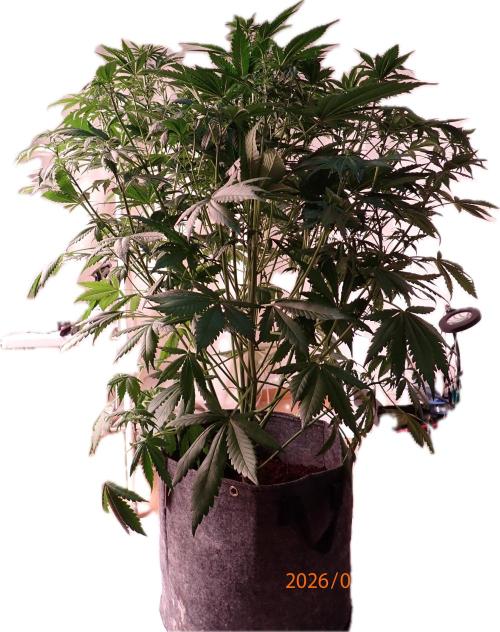 Purple Lemonade Auto. Week 7 - Day #44