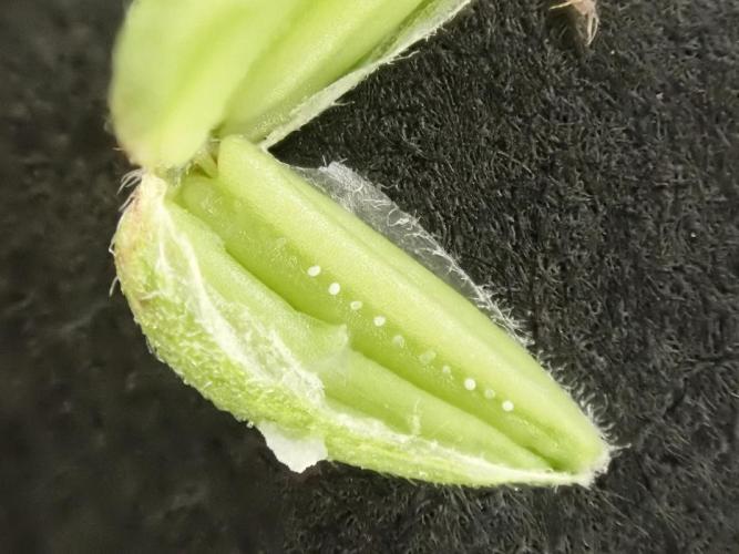 (STS) West Coast O.G Auto Run #2. Week 9 - Day #67