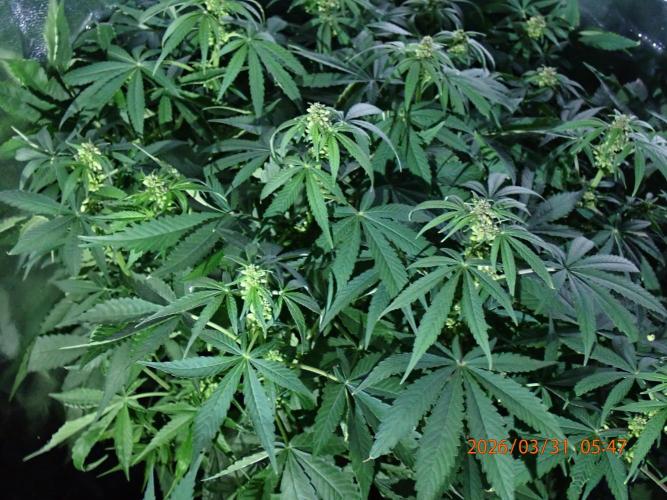 (STS) West Coast O.G Auto Run #2. Week 9 - Day #67