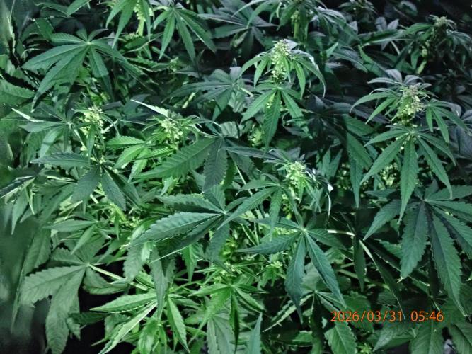 (STS) West Coast O.G Auto Run #2. Week 9 - Day #67