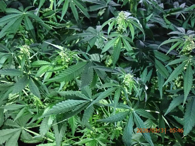 (STS) West Coast O.G Auto Run #2. Week 9 - Day #67