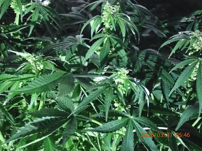 (STS) West Coast O.G Auto Run #2. Week 9 - Day #67