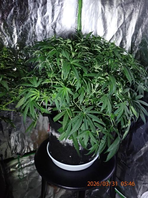 Sour Jealousy Auto. Week 7 - Day #44