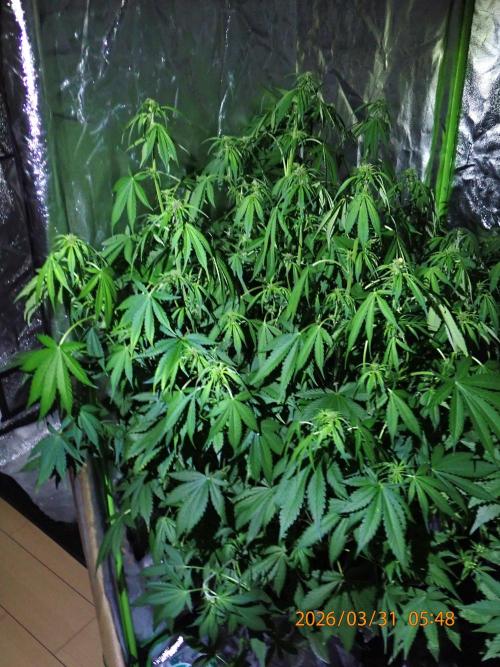 Purple Lemonade Auto. Week 7 - Day #47