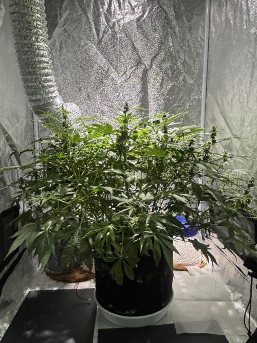 (STS) West Coast O.G Auto Run #2. Week 9 - Day #69
