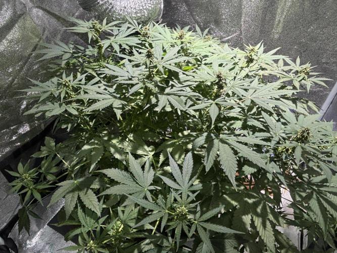 West Coast O.G. Auto. Week 9