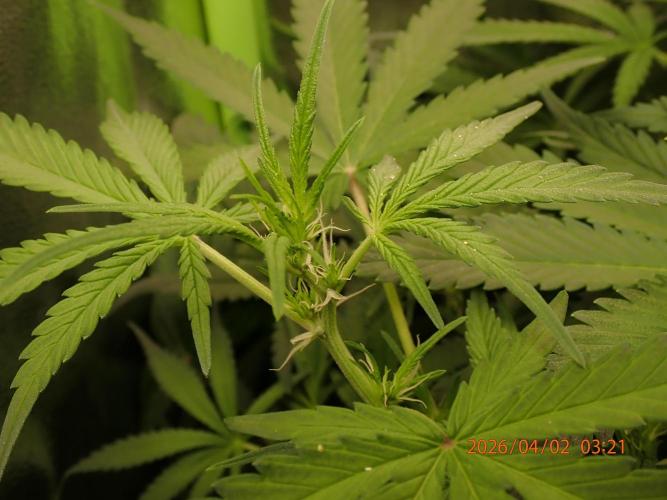 Sour Jealousy Auto. Week 7 - Day #45