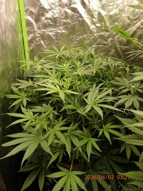 Sour Jealousy Auto. Week 7 - Day #45
