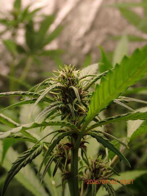 Purple Lemonade Auto. Week 7 - Day #48