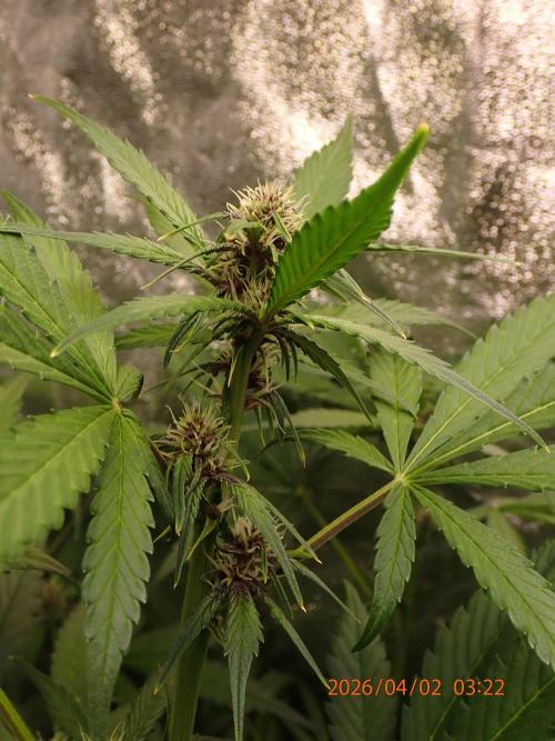 Purple Lemonade Auto. Week 7 - Day #48