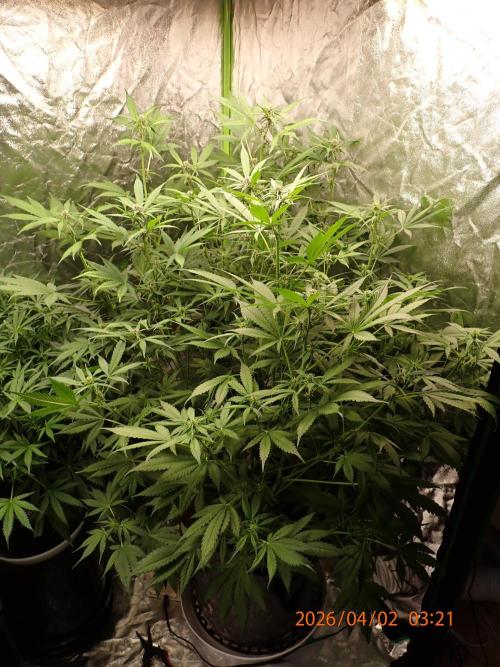 Purple Lemonade Auto. Week 7 - Day #48