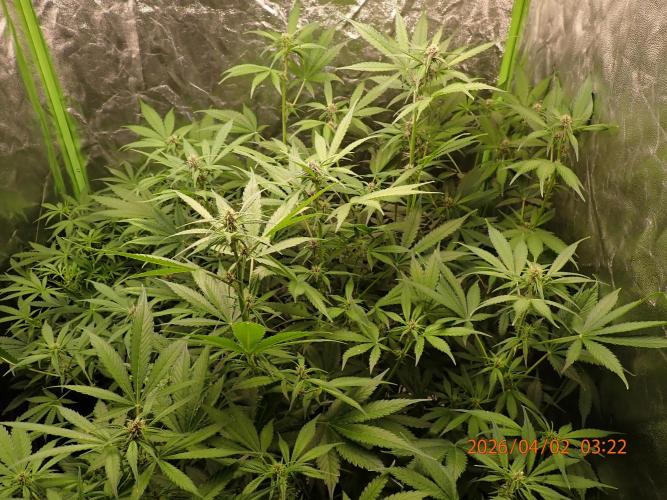 Purple Lemonade Auto. Week 7 - Day #48