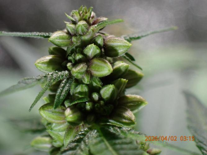 (STS) West Coast O.G Auto Run #2. Week 9 - Day #69