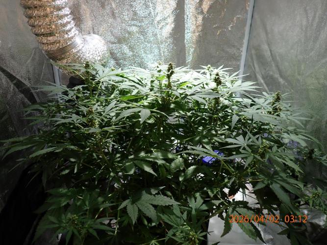 (STS) West Coast O.G Auto Run #2. Week 9 - Day #69