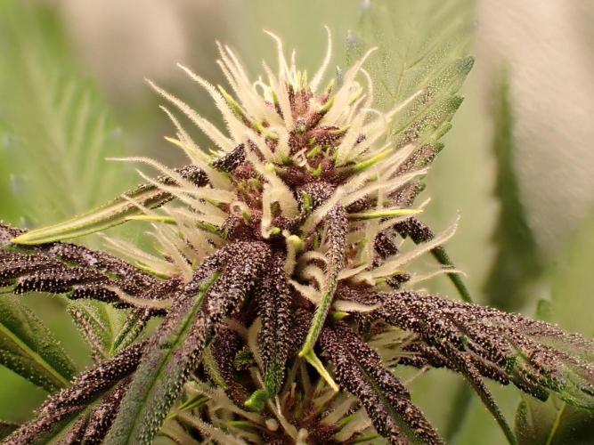 Purple Lemonade Auto. Week 8 - Day #52
