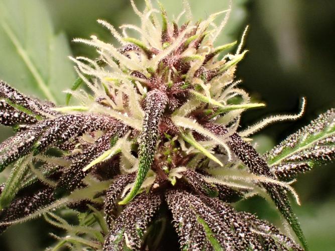Purple Lemonade Auto. Week 8 - Day #52