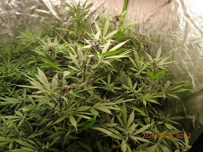 Purple Lemonade Auto. Week 8 - Day #52