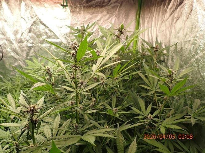 Purple Lemonade Auto. Week 8 - Day #52