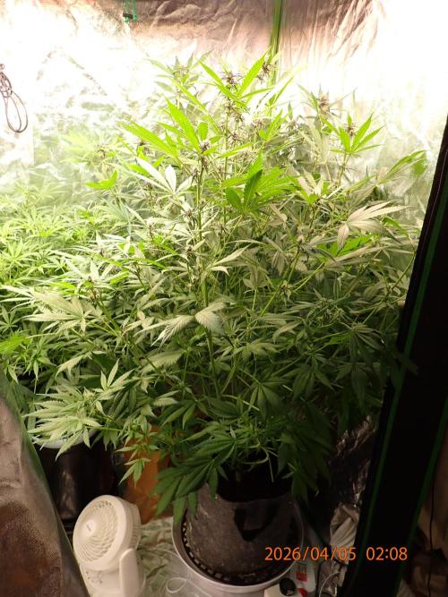 Purple Lemonade Auto. Week 8 - Day #52