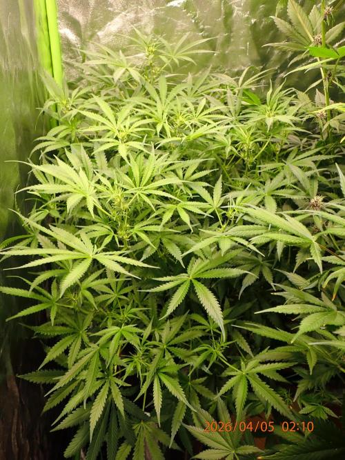 Sour Jealousy Auto. Week 7 - Day #49