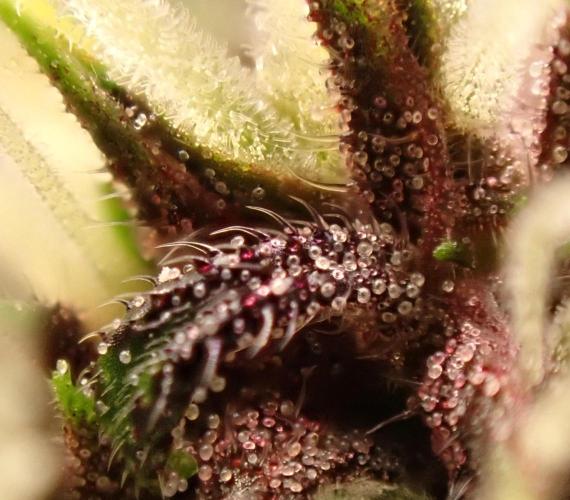 Purple Lemonade Auto. Week 8 - Day #53