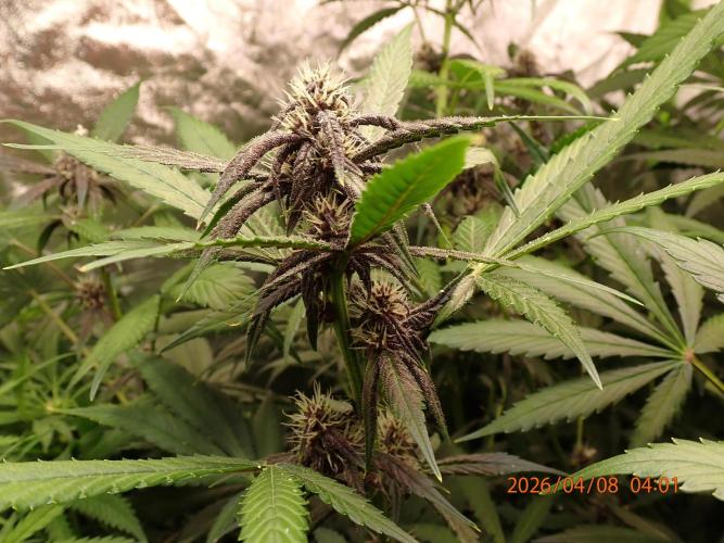 Purple Lemonade Auto. Week 8 - Day #55
