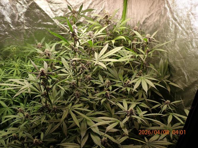 Purple Lemonade Auto. Week 8 - Day #55