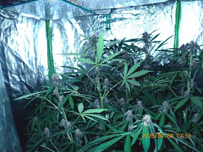 Purple Lemonade Auto. Week 8 - Day #55