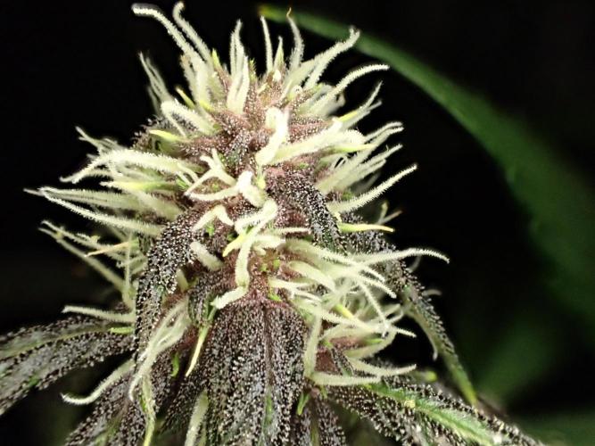 Purple Lemonade Auto. Week 8 - Day #55