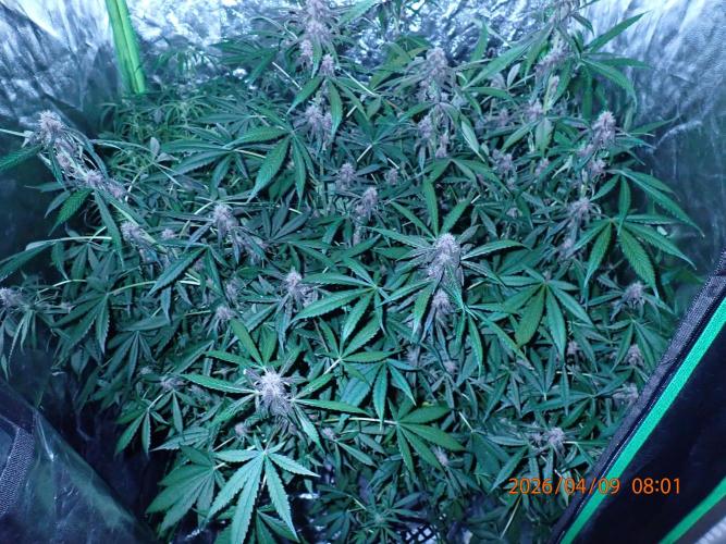 Purple Lemonade Auto. Week 8 - Day #56