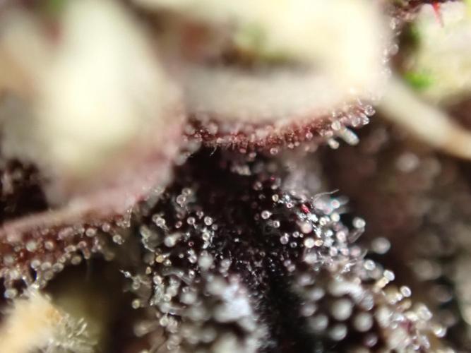Purple Lemonade Auto. Week 9 - Day #59