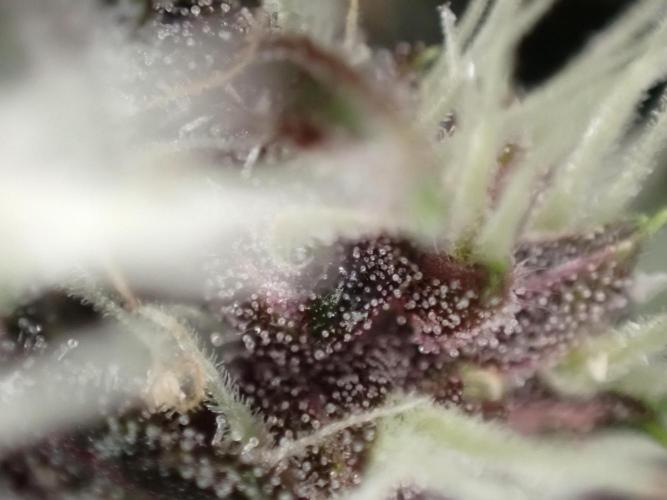 Purple Lemonade Auto. Week 9 - Day #59
