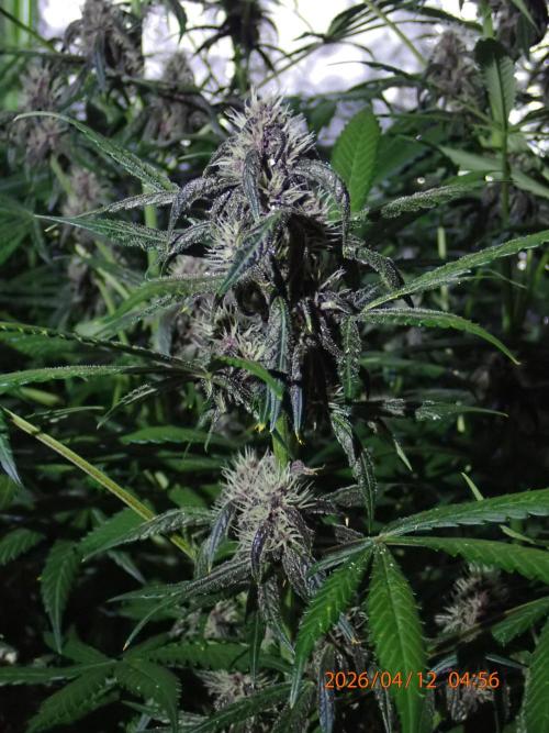 Purple Lemonade Auto. Week 9 - Day #59