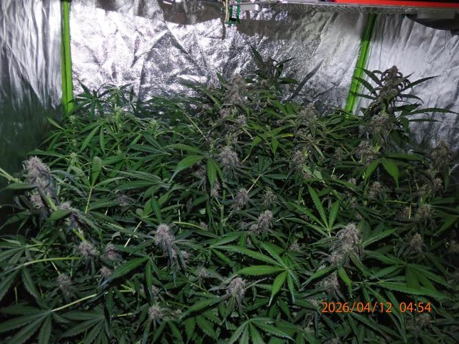 Purple Lemonade Auto. Week 9 - Day #59