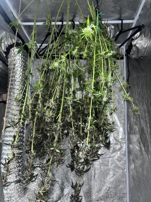 Purple Lemonade Auto. Week 10 - Day #60