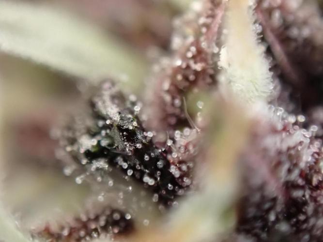 Purple Lemonade Auto. Week 10 - Day #60