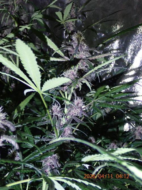 Purple Lemonade Auto. Week 10 - Day #58