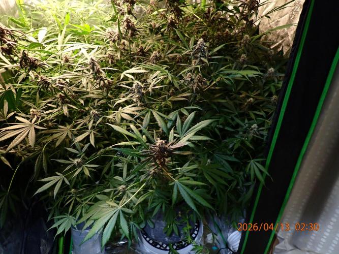 Purple Lemonade Auto. Week 10 - Day #60
