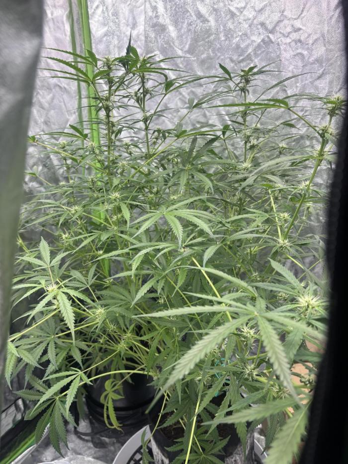 Sour Jealousy Auto. Week 8 - day59