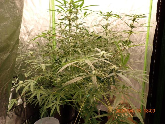 Sour Jealousy Auto. Week 9 - Day #63