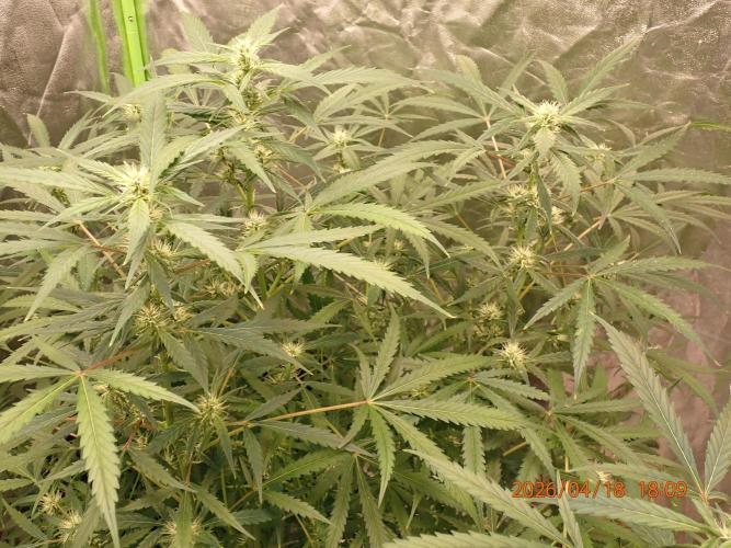 Sour Jealousy Auto. Week 9 - Day #63
